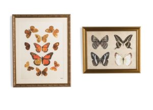 Image of sale on Butterflies Wall Art