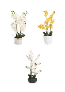 Image of sale on Orchid