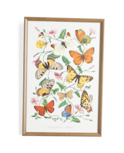 Image of sale on 16×24 Print Transfer Butterfly World Framed Wall Art