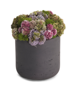 Image of sale on Sedum and Moss in Fiberstone Pot