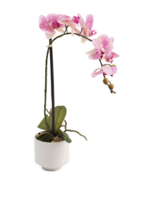Image of sale on 22in Real Touch Phalaenopsis Orchid in Ceramic Pot