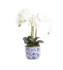 Image of sale on Orchids in Ceramic Pot